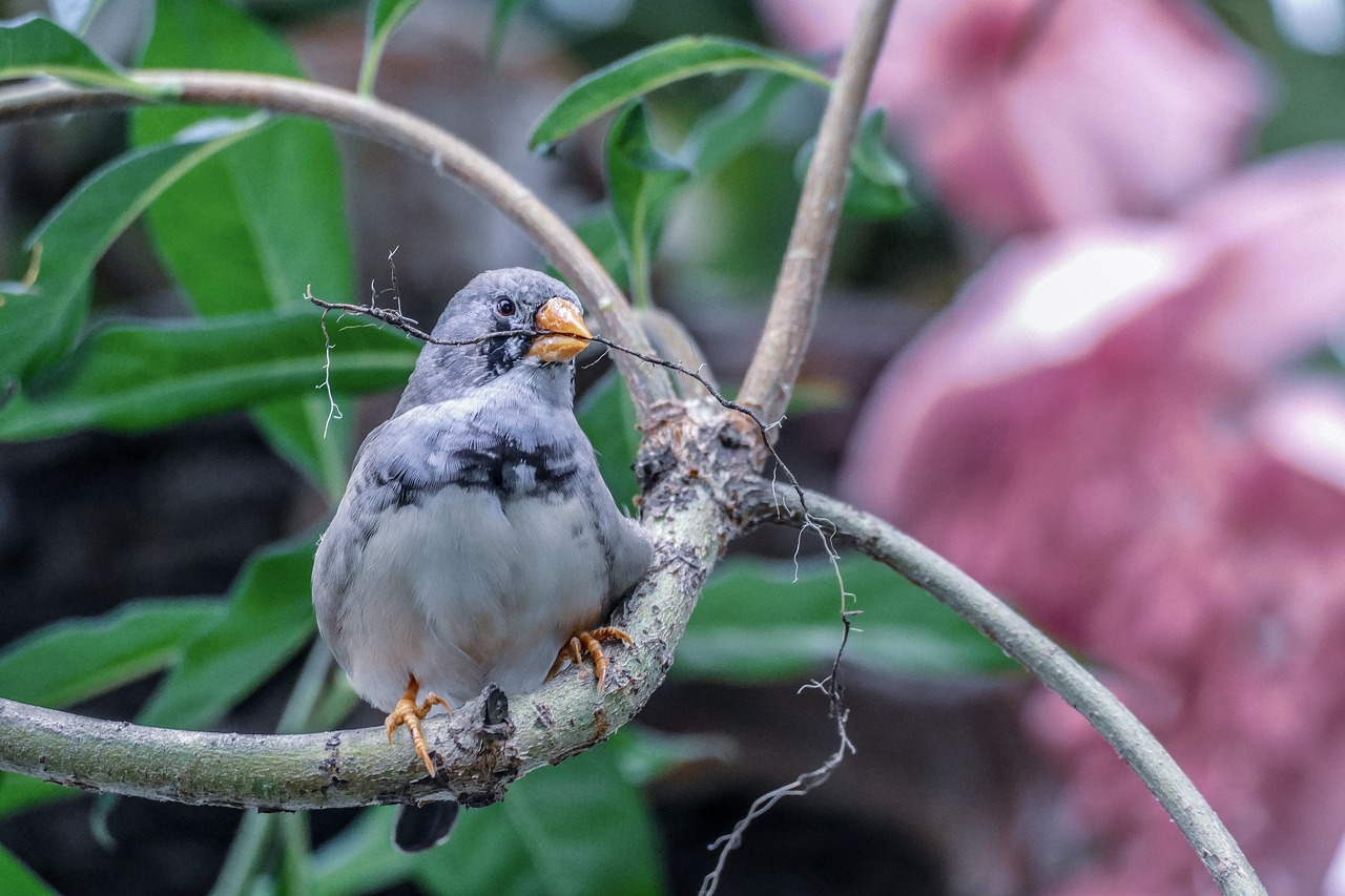 bird  nature  colorful free photo