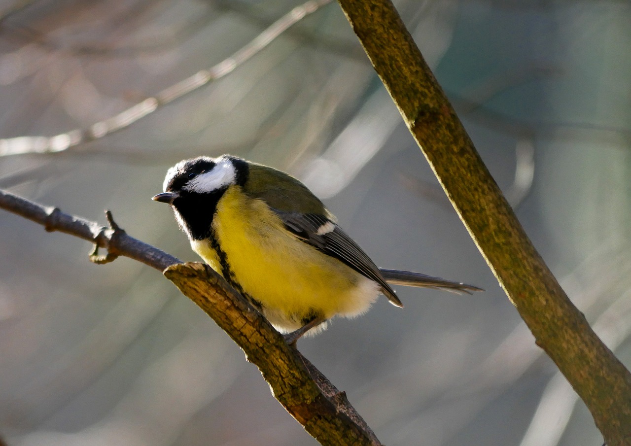 bird  tit  songbird free photo