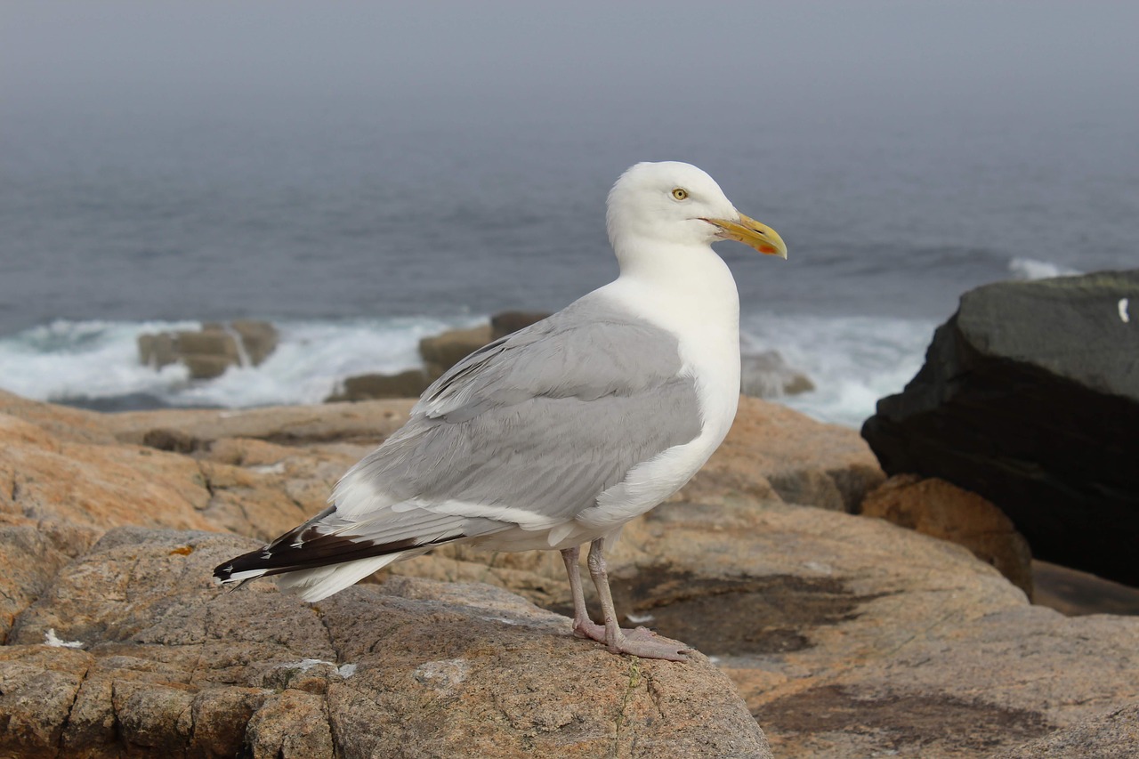 bird  seagull  sea free photo