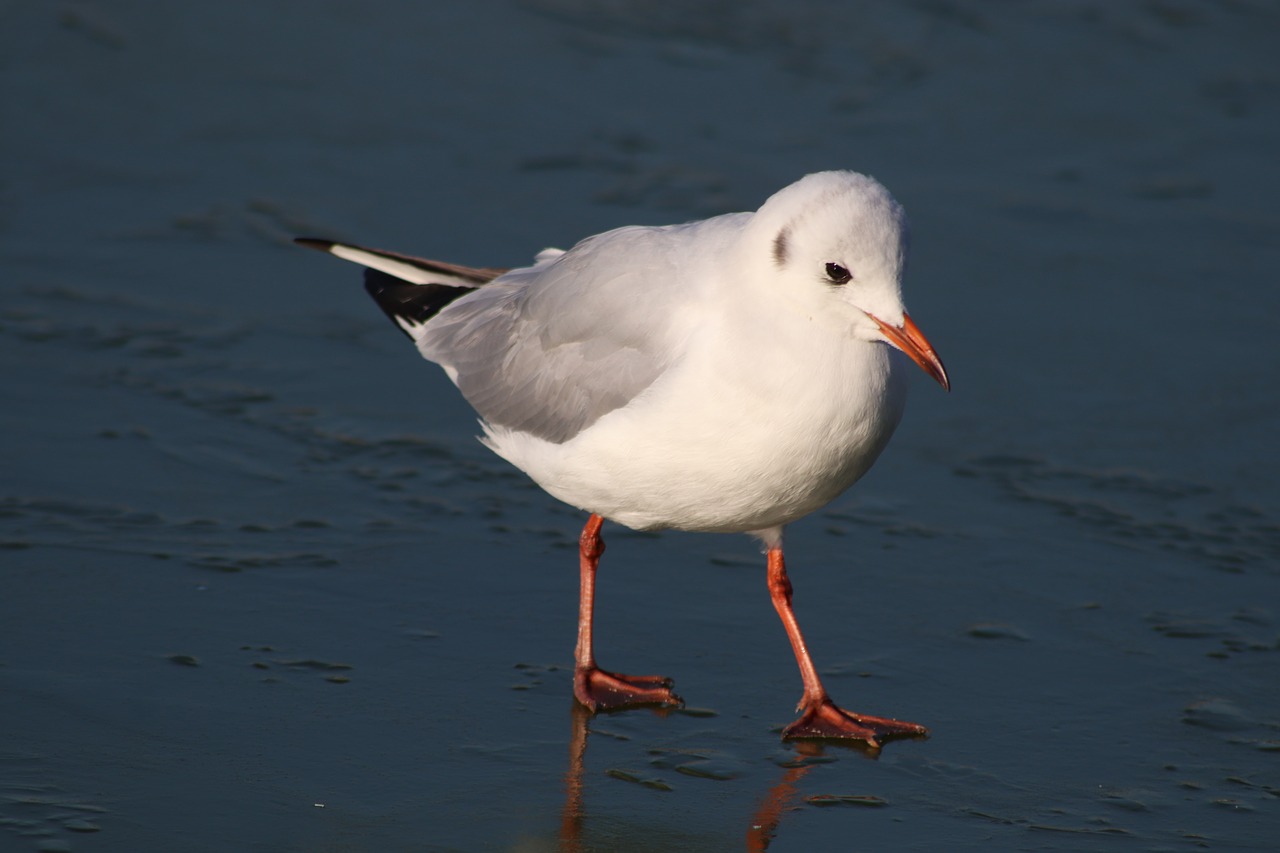 bird  seagulls  seagull free photo