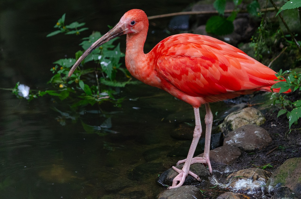 bird  water  plumage free photo