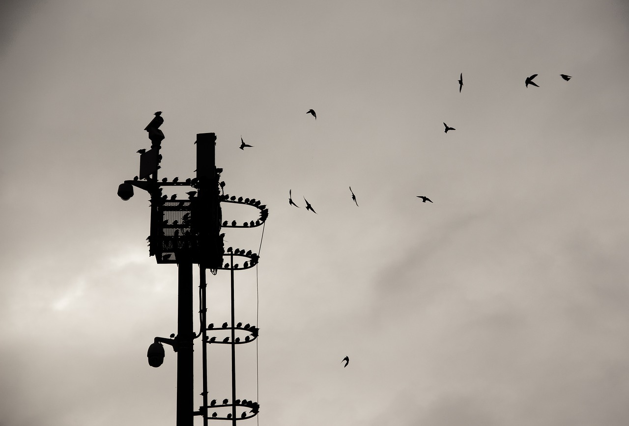 bird  nature  black free photo