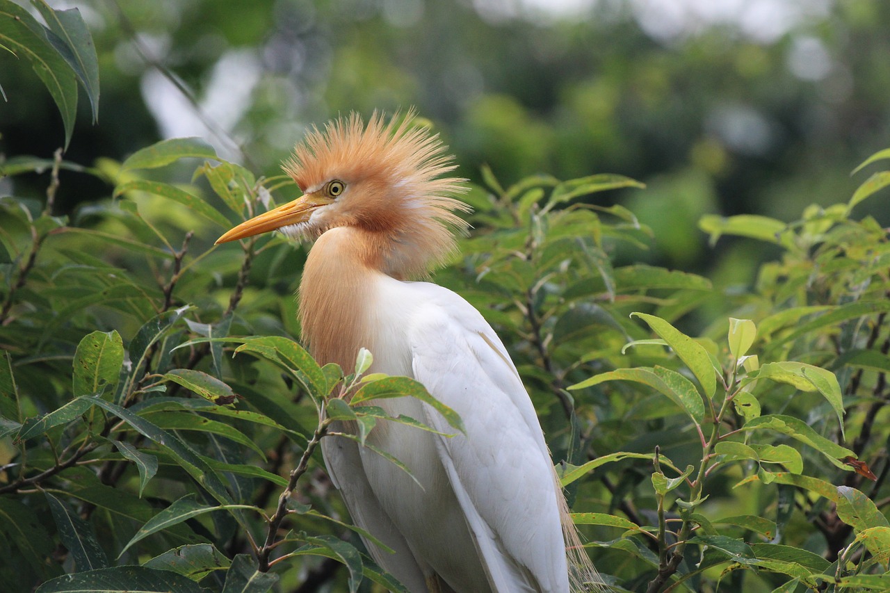 bird  tree  branch free photo