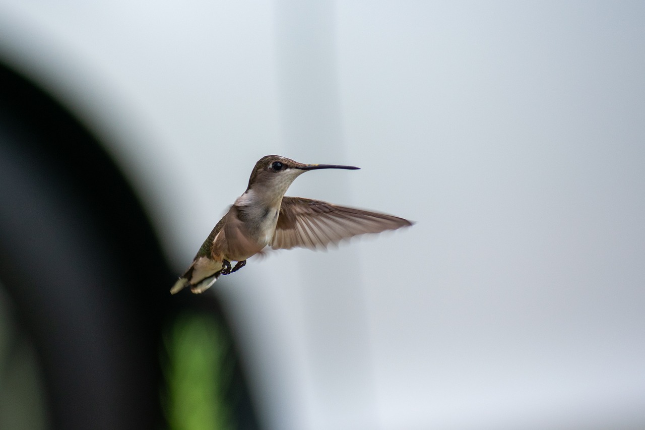 bird  nature  hummingbird free photo