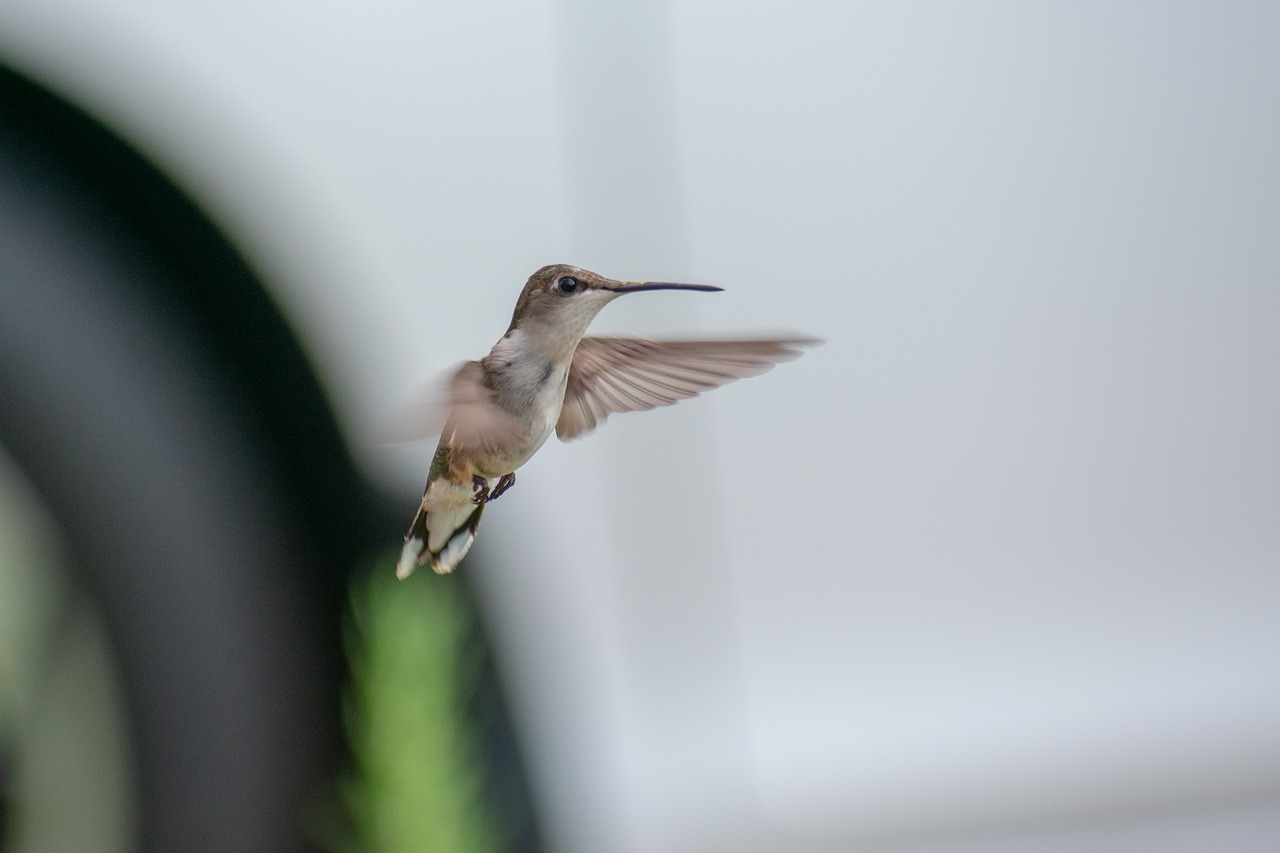 bird  nature  hummingbird free photo