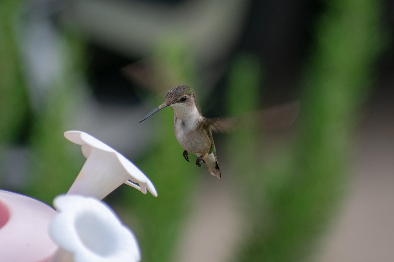 bird  nature  hummingbird free photo