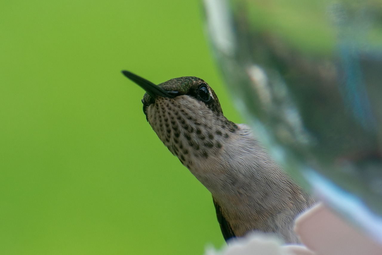 bird  nature  hummingbird free photo