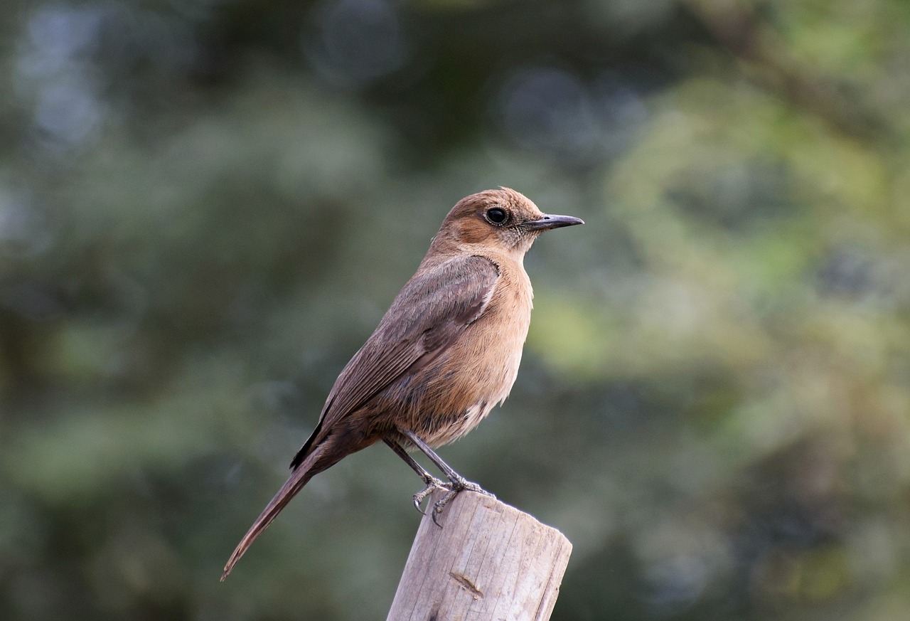 bird  sitting  nature free photo