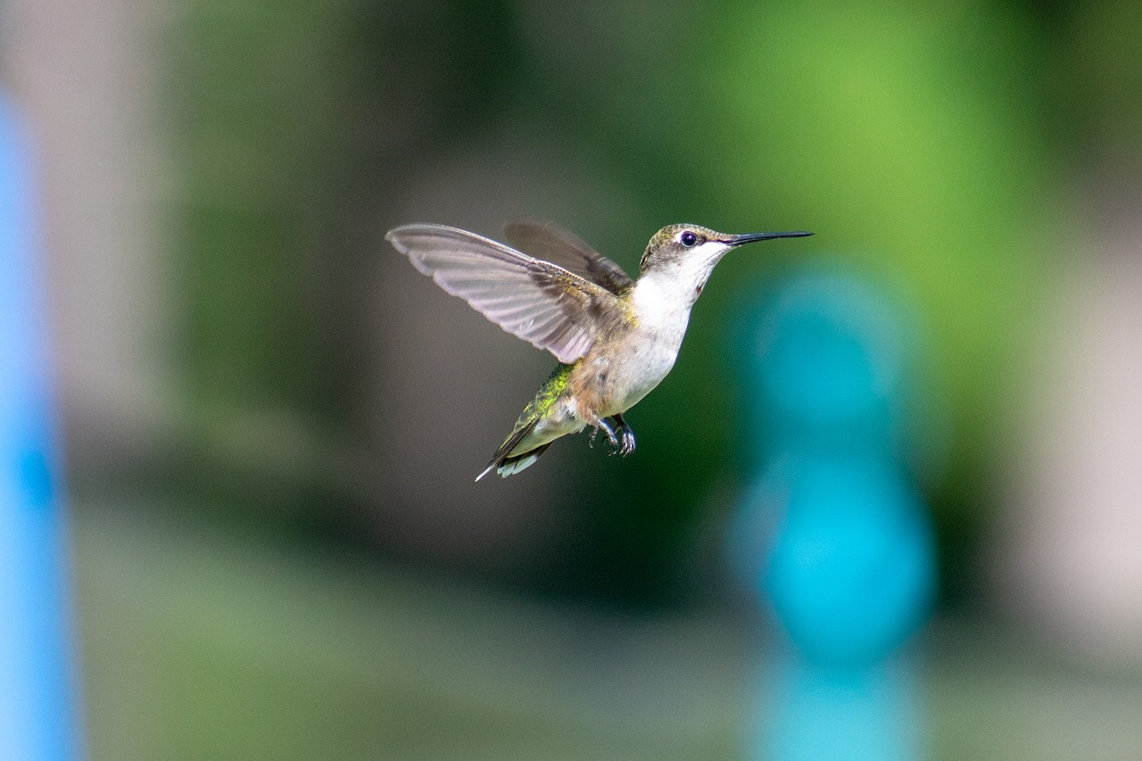 bird  nature  hummingbird free photo