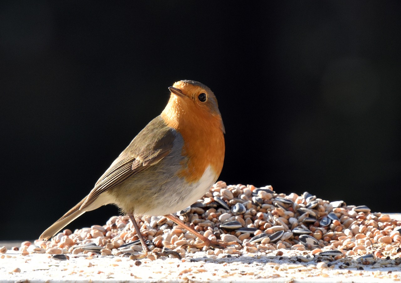 bird  robin  nature free photo