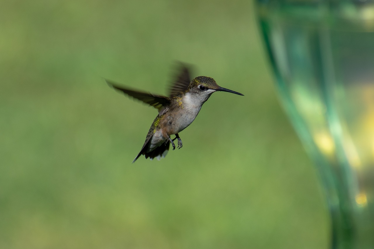 bird  nature  hummingbird free photo