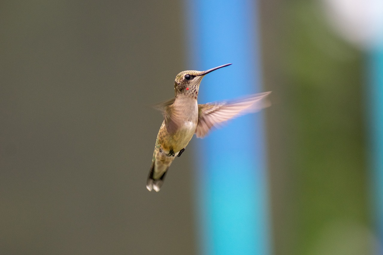 bird  nature  hummingbird free photo