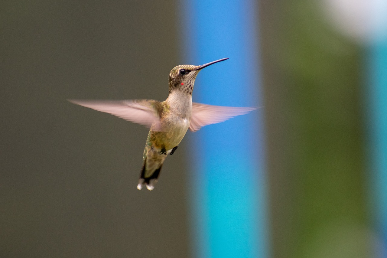 bird  nature  hummingbird free photo