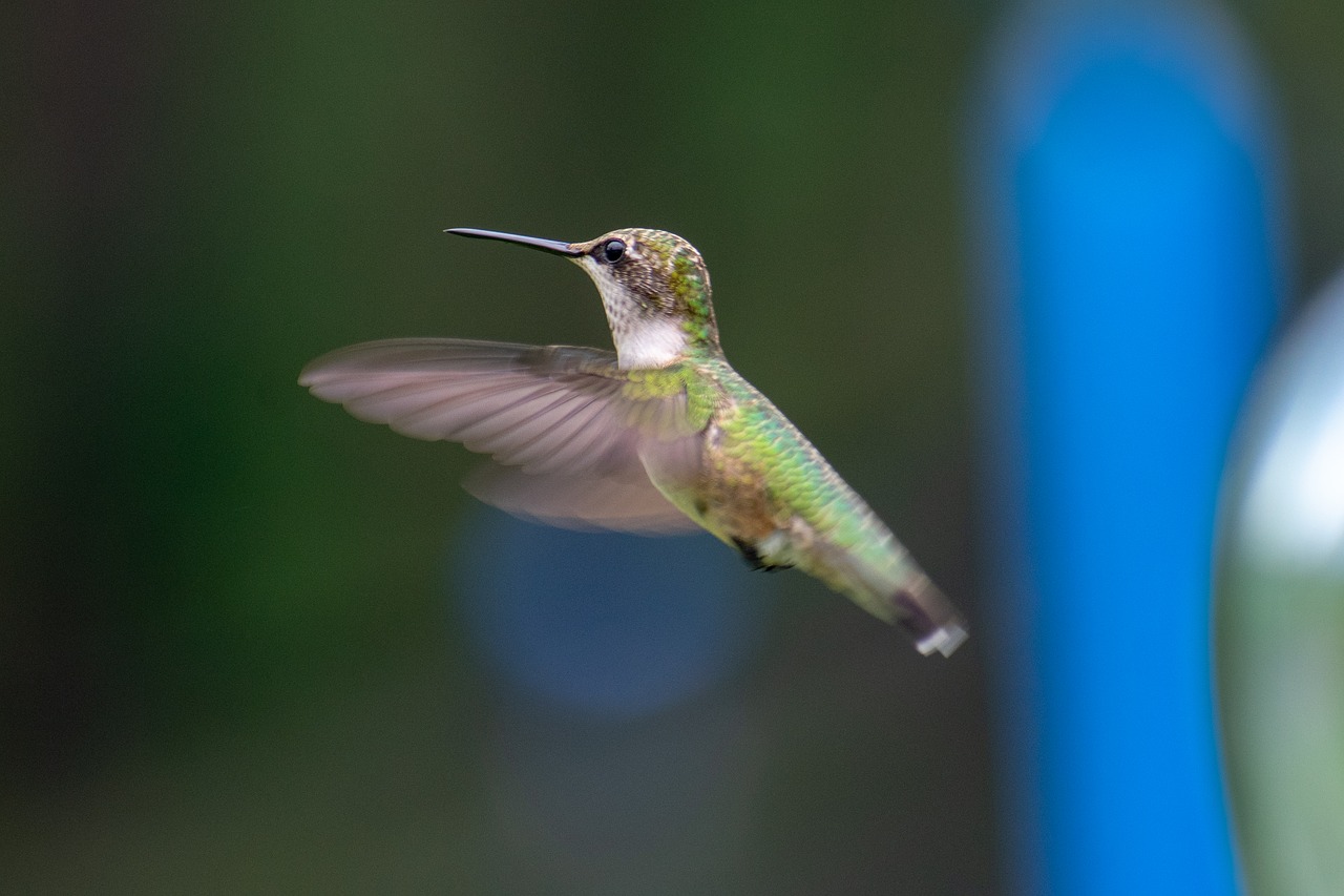 bird  nature  hummingbird free photo