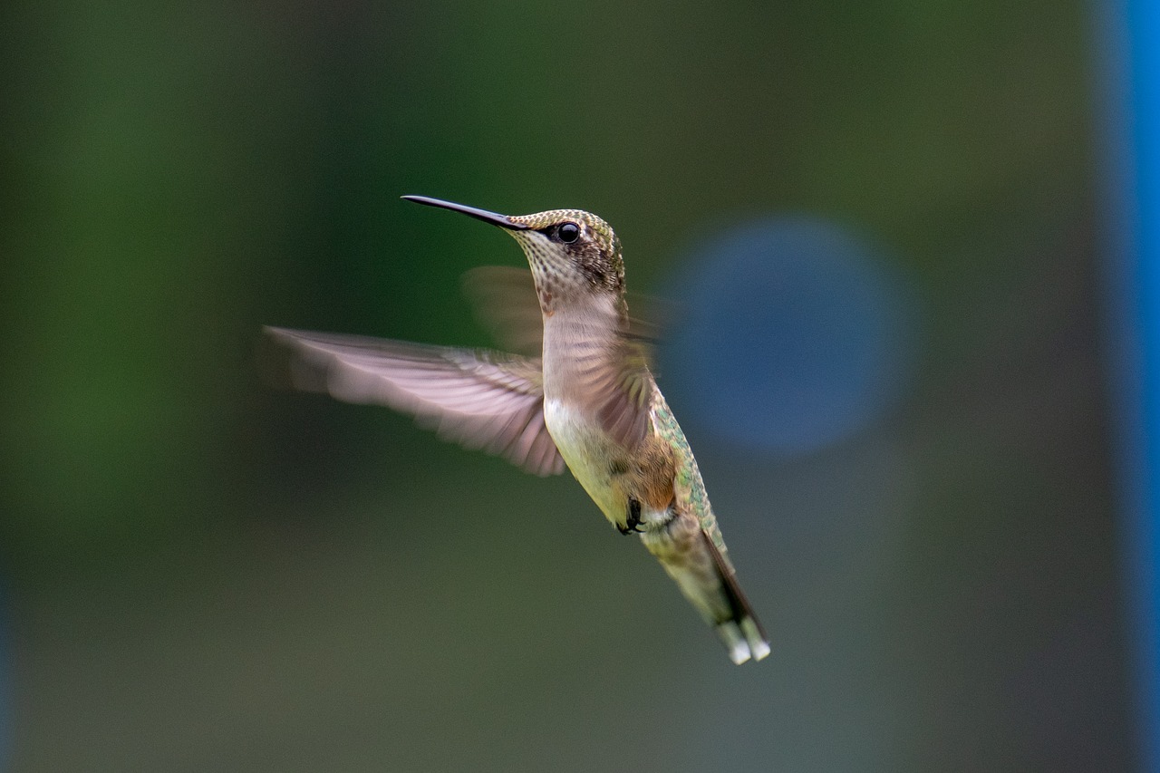 bird  nature  hummingbird free photo