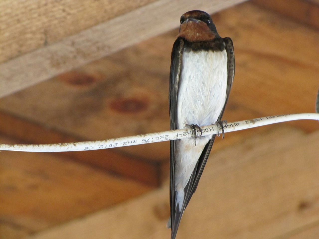 bird animal swallow free photo