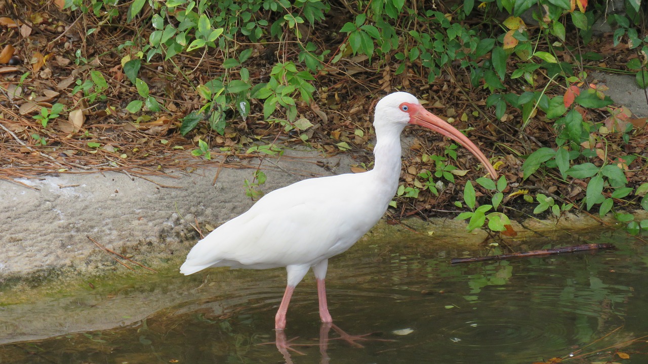 bird  ave  animals free photo