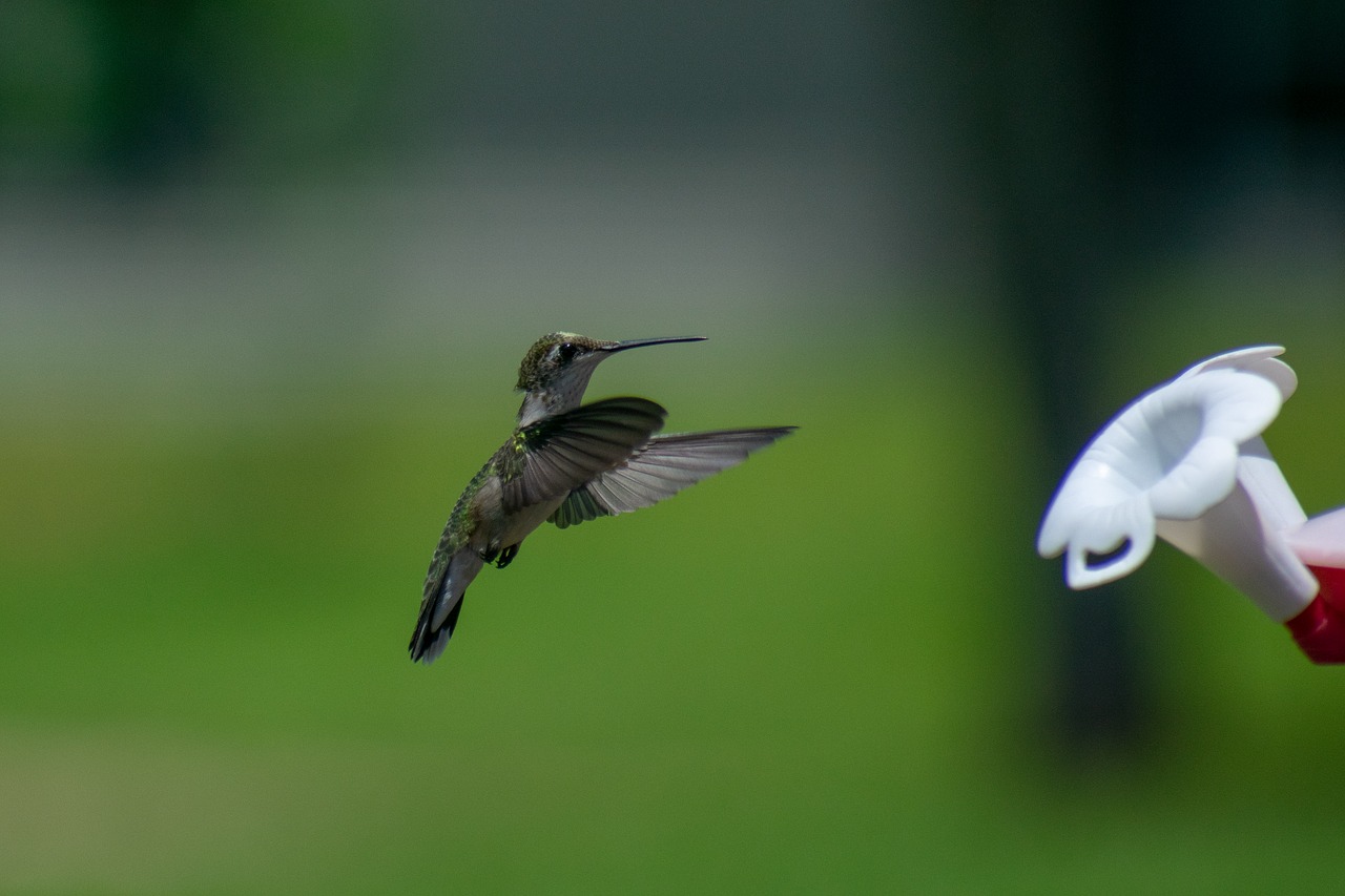 bird  nature  hummingbird free photo