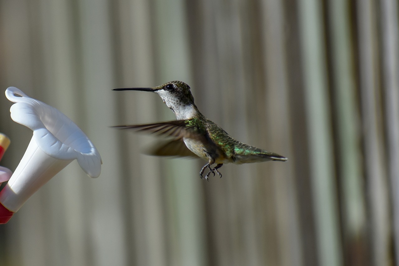 bird  nature  hummingbird free photo