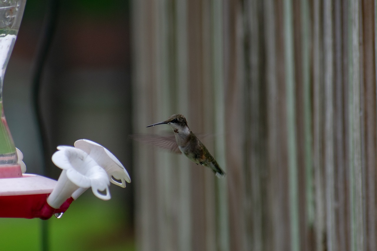 bird  nature  hummingbird free photo