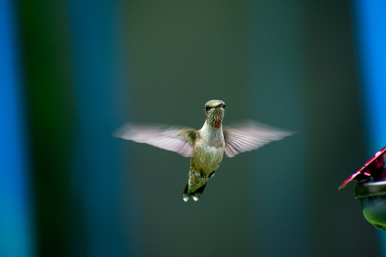 bird  nature  hummingbird free photo