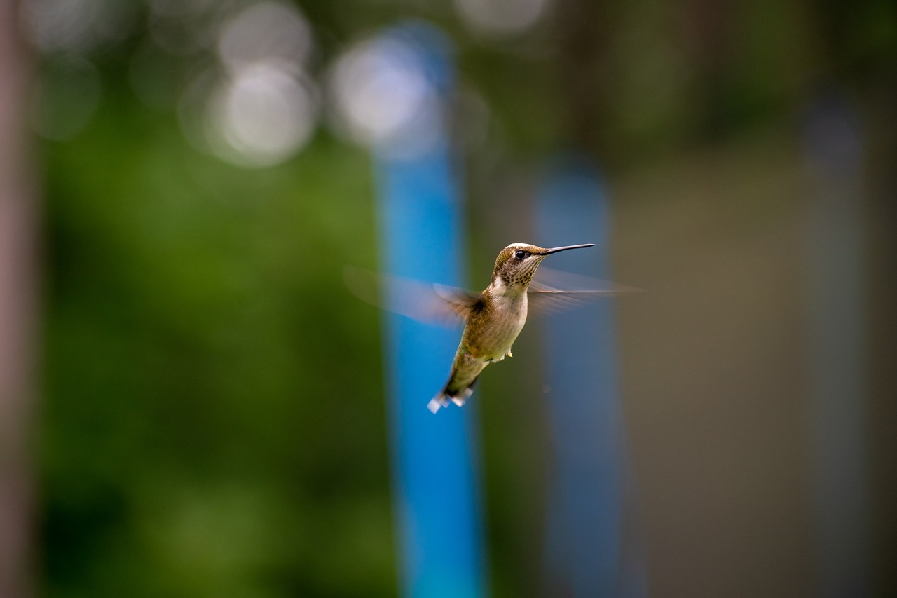 bird  nature  hummingbird free photo