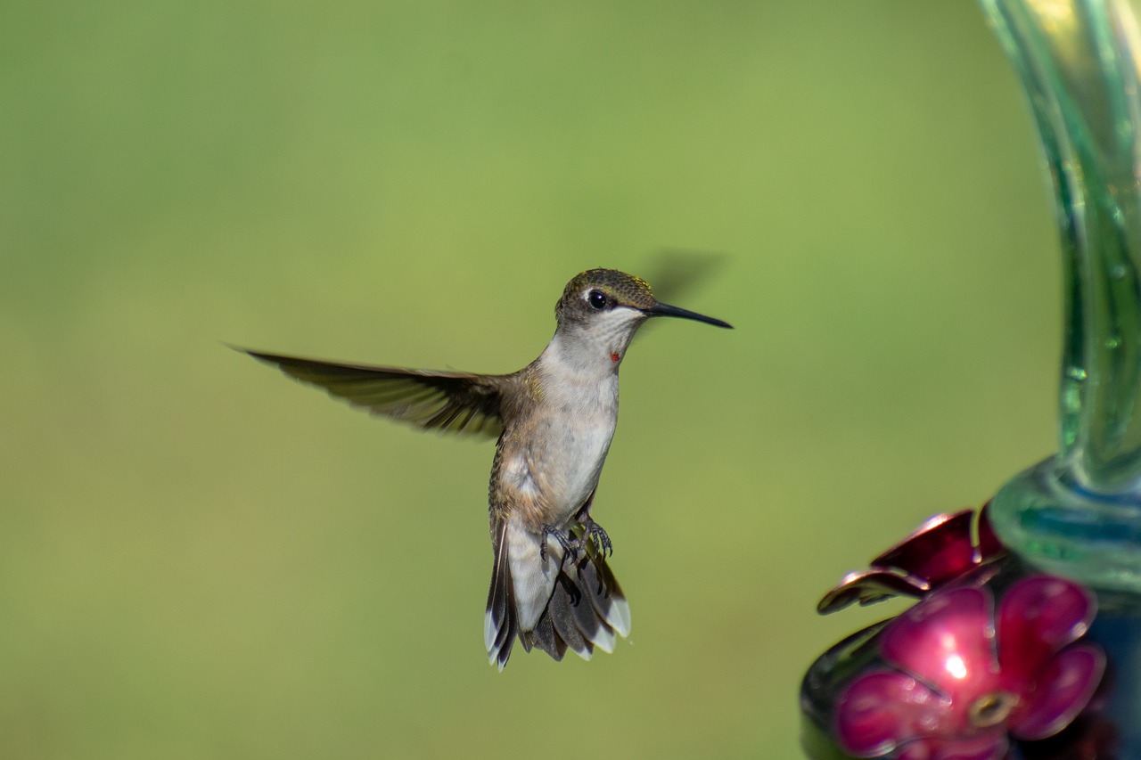 bird  nature  hummingbird free photo