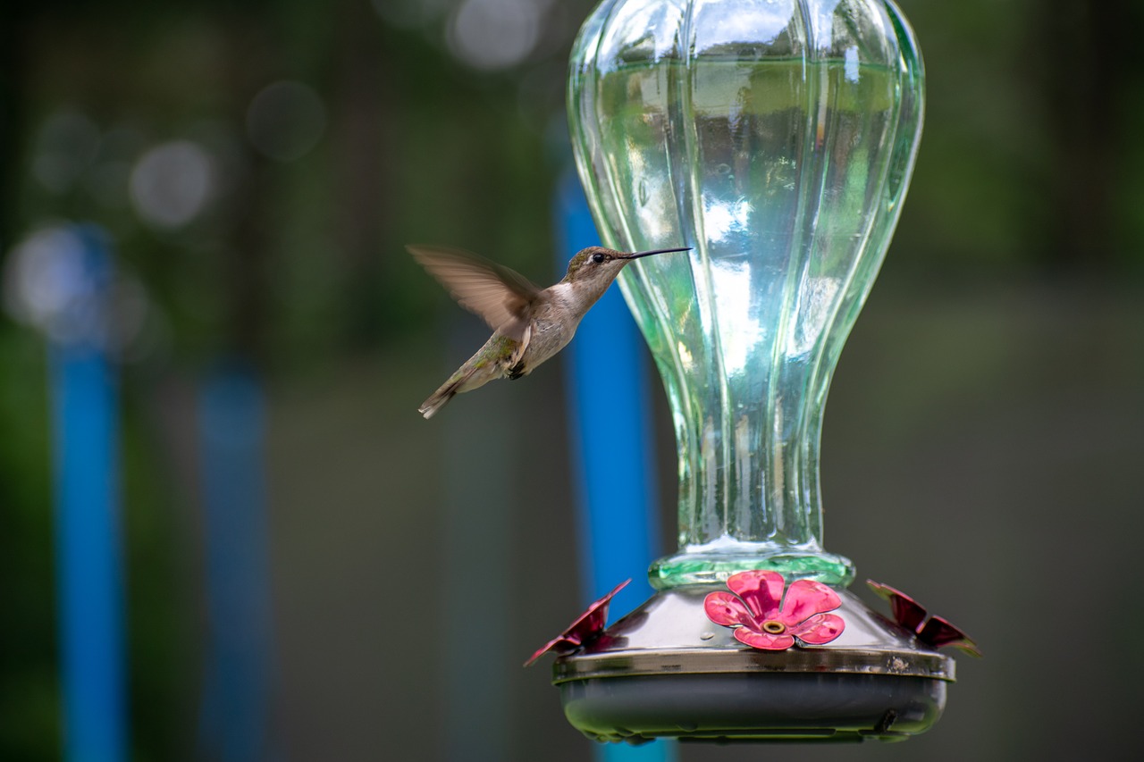 bird  nature  hummingbird free photo