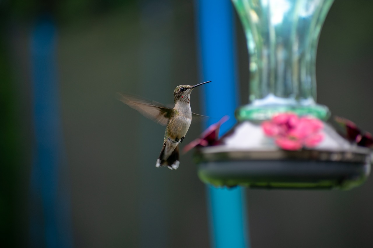 bird  nature  hummingbird free photo