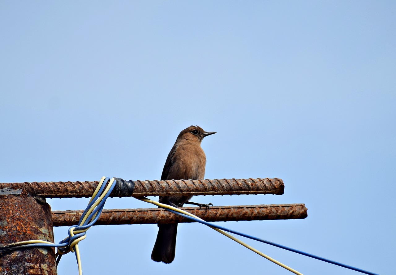 bird  nature  little free photo