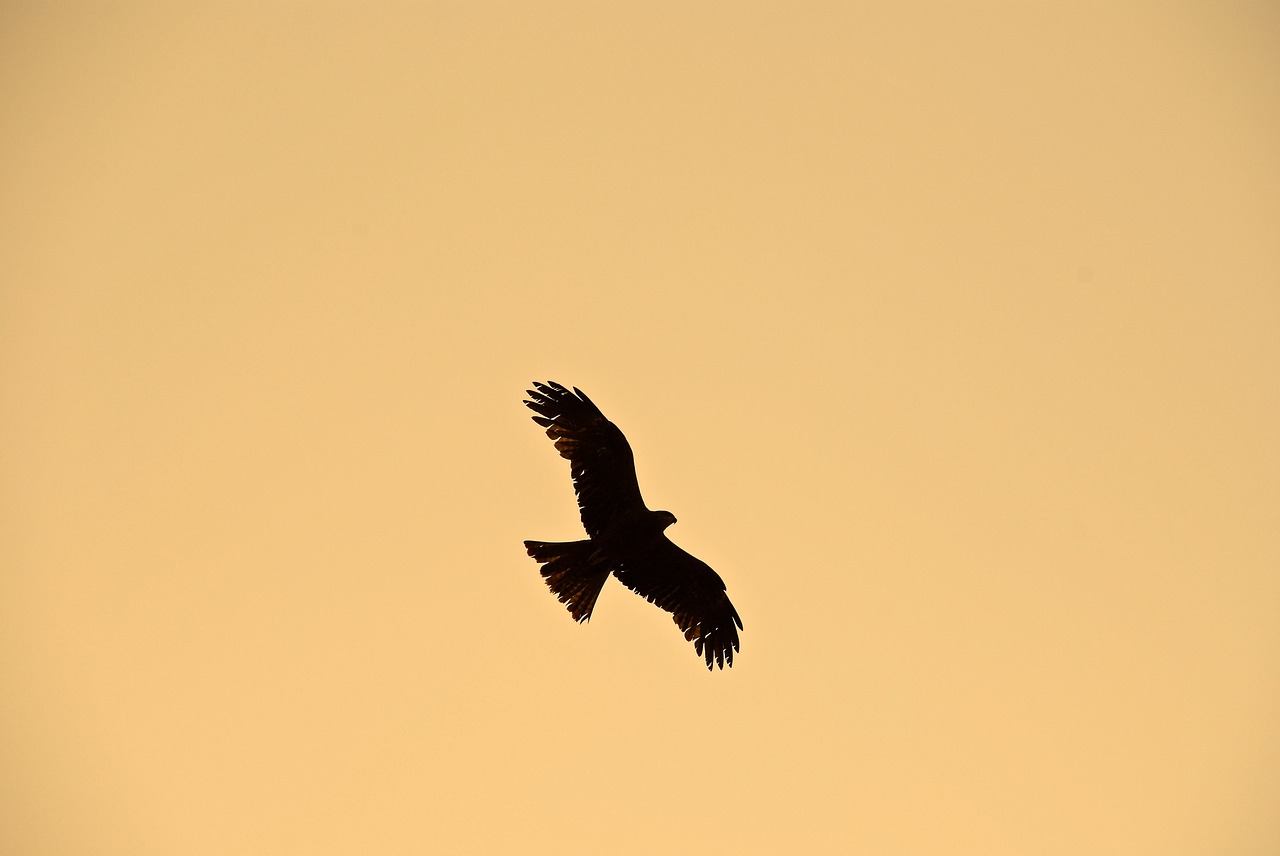 bird  india  silhouette free photo