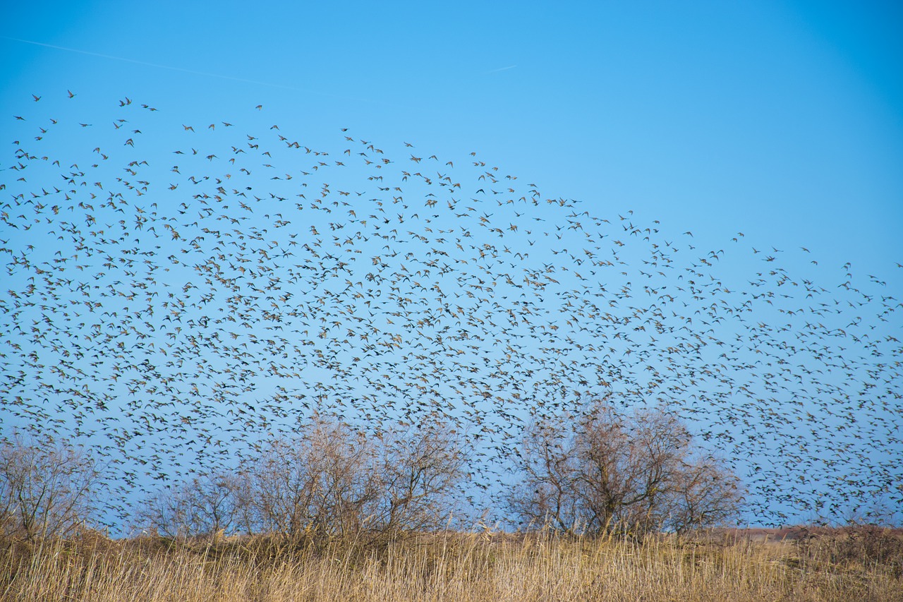 bird  air  sky free photo