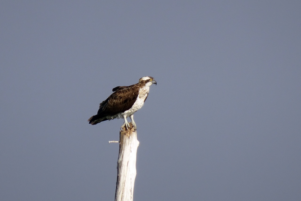 bird  osprey  western osprey free photo