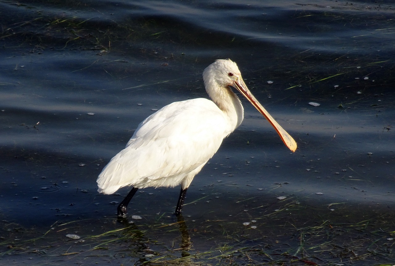 bird  eurasian spoonbill  common spoonbill free photo