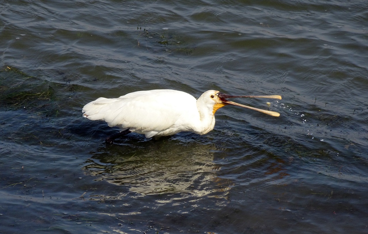 bird  eurasian spoonbill  common spoonbill free photo