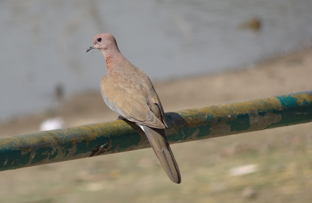 bird  dove  laughing dove free photo