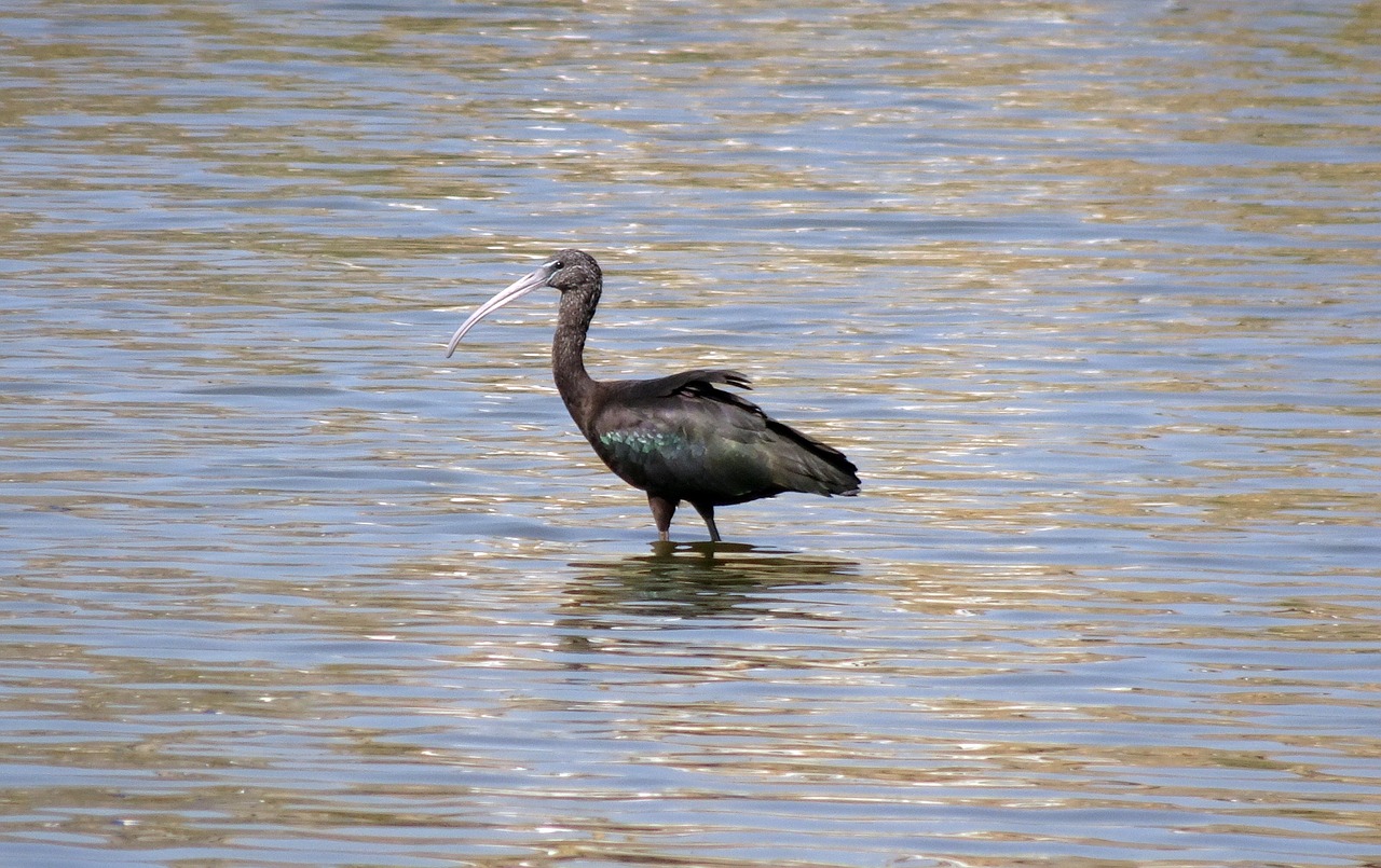 bird  glossy ibis  wader free photo