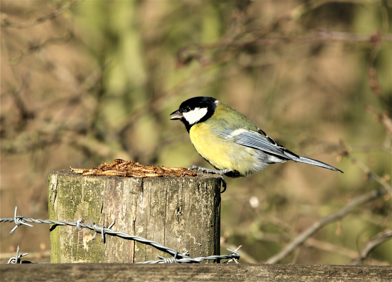 bird  great tit  yellow free photo