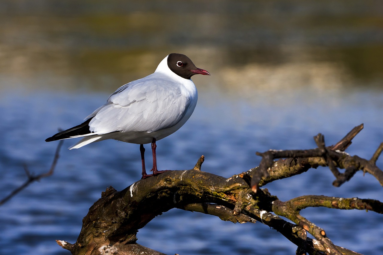 bird  hettemåke  water free photo