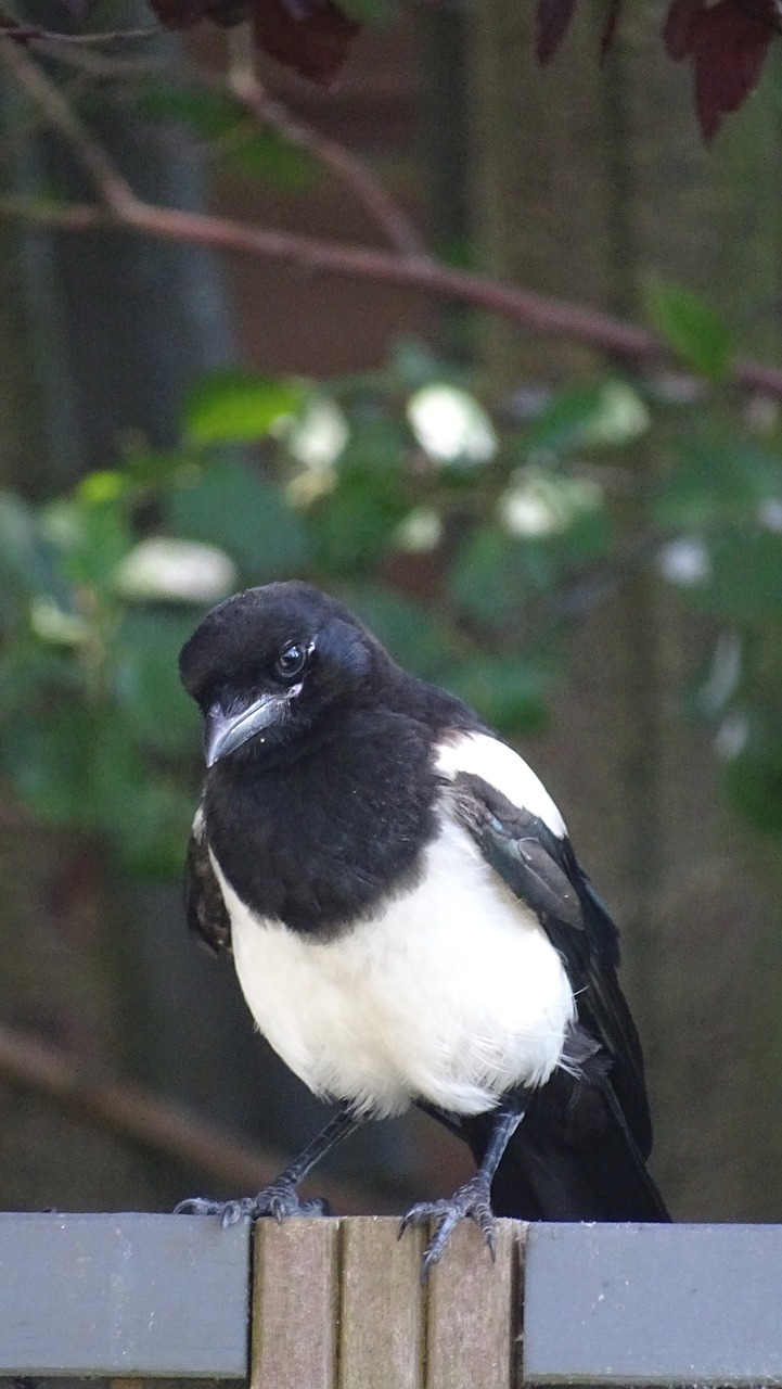 bird  magpie  animal free photo