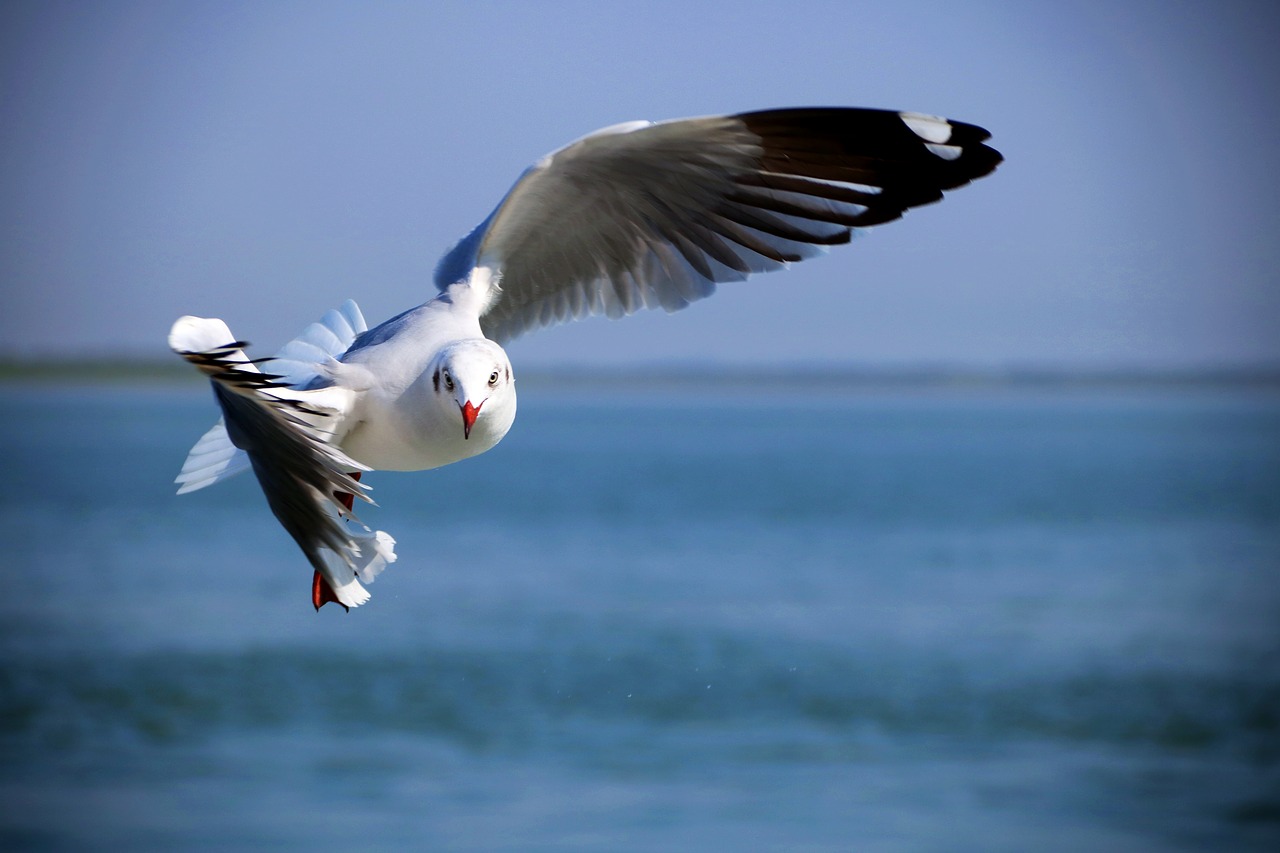 bird  sea  seagull free photo