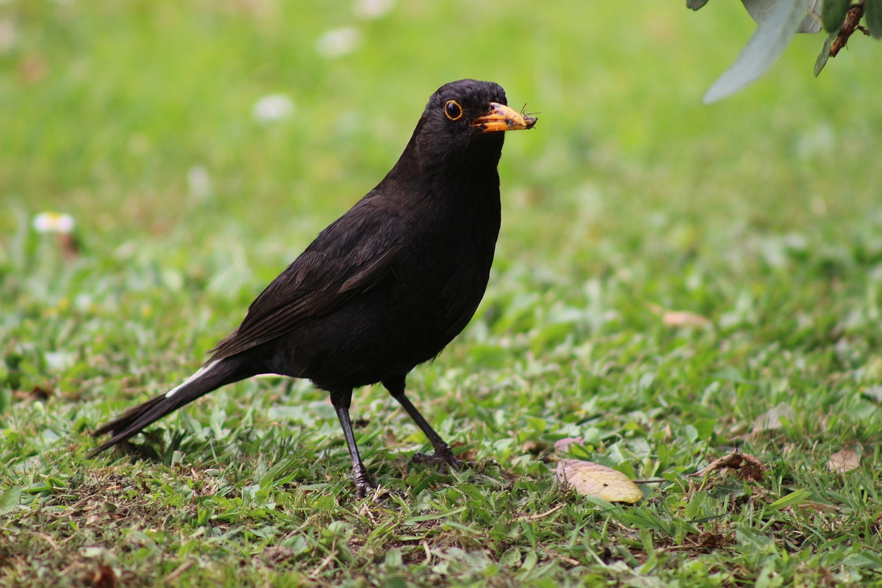 bird  blackbird  avian free photo