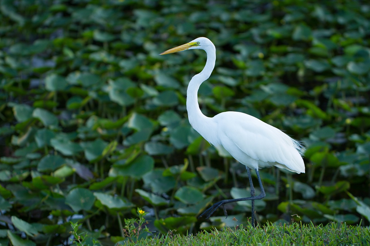 bird  water bird  everglades free photo