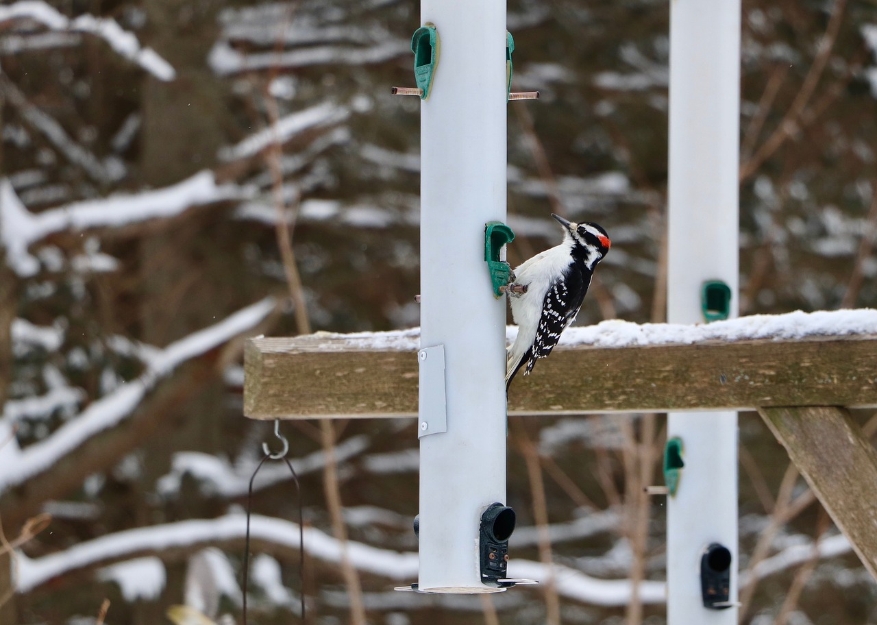 bird  woodpecker  tree free photo