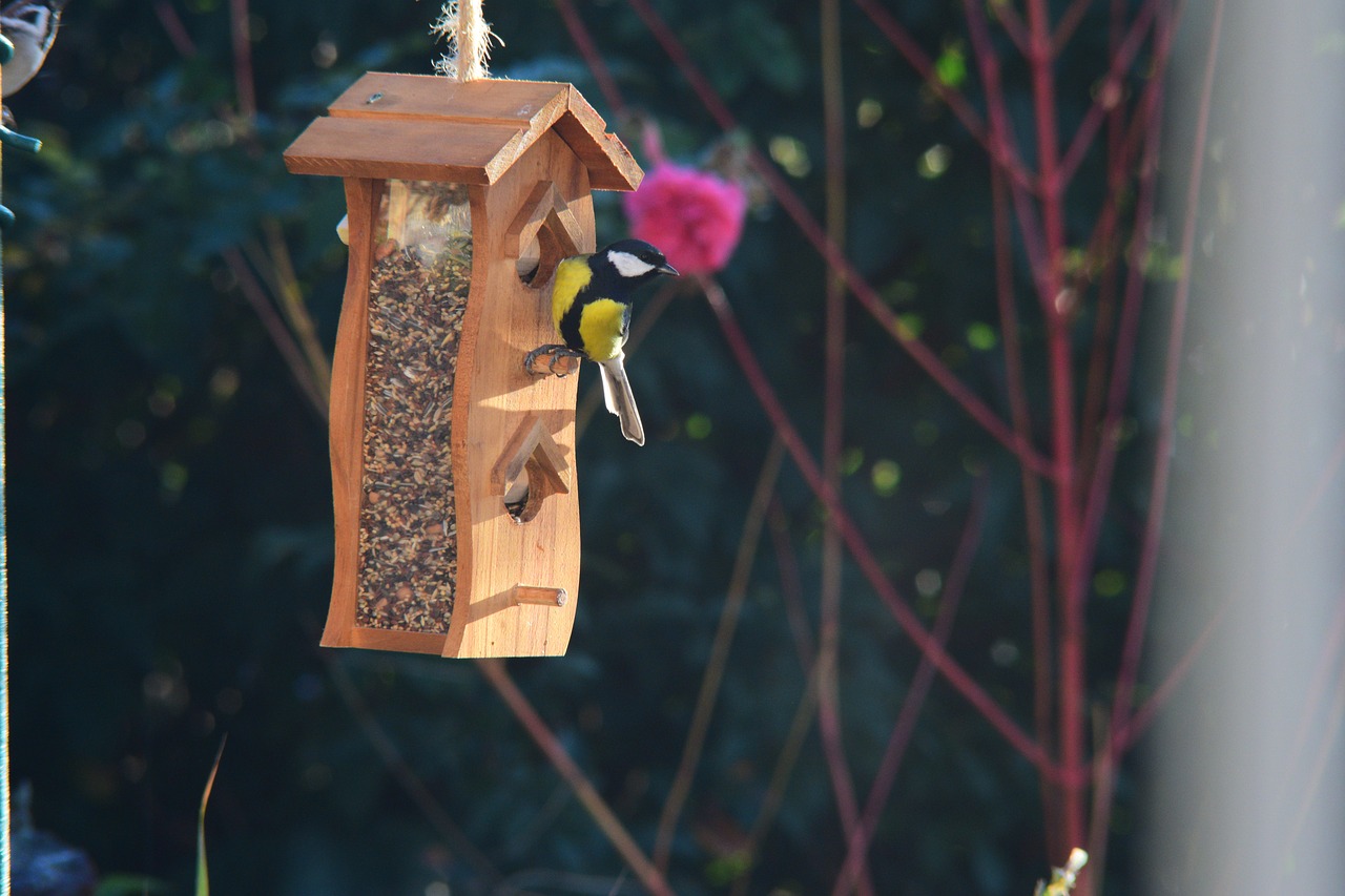 bird  bird feeding tray  garden free photo