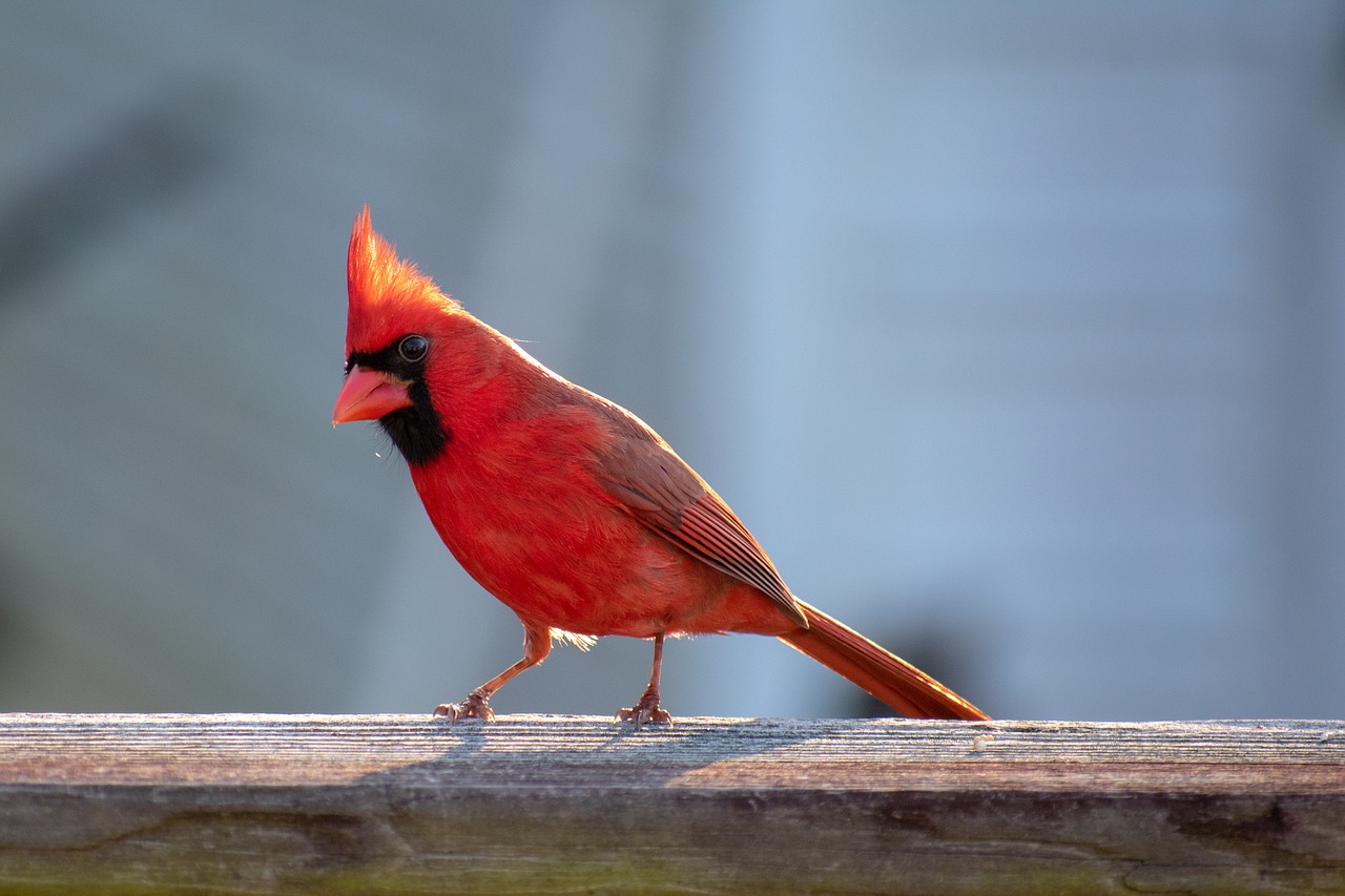 bird  red  cardinal free photo