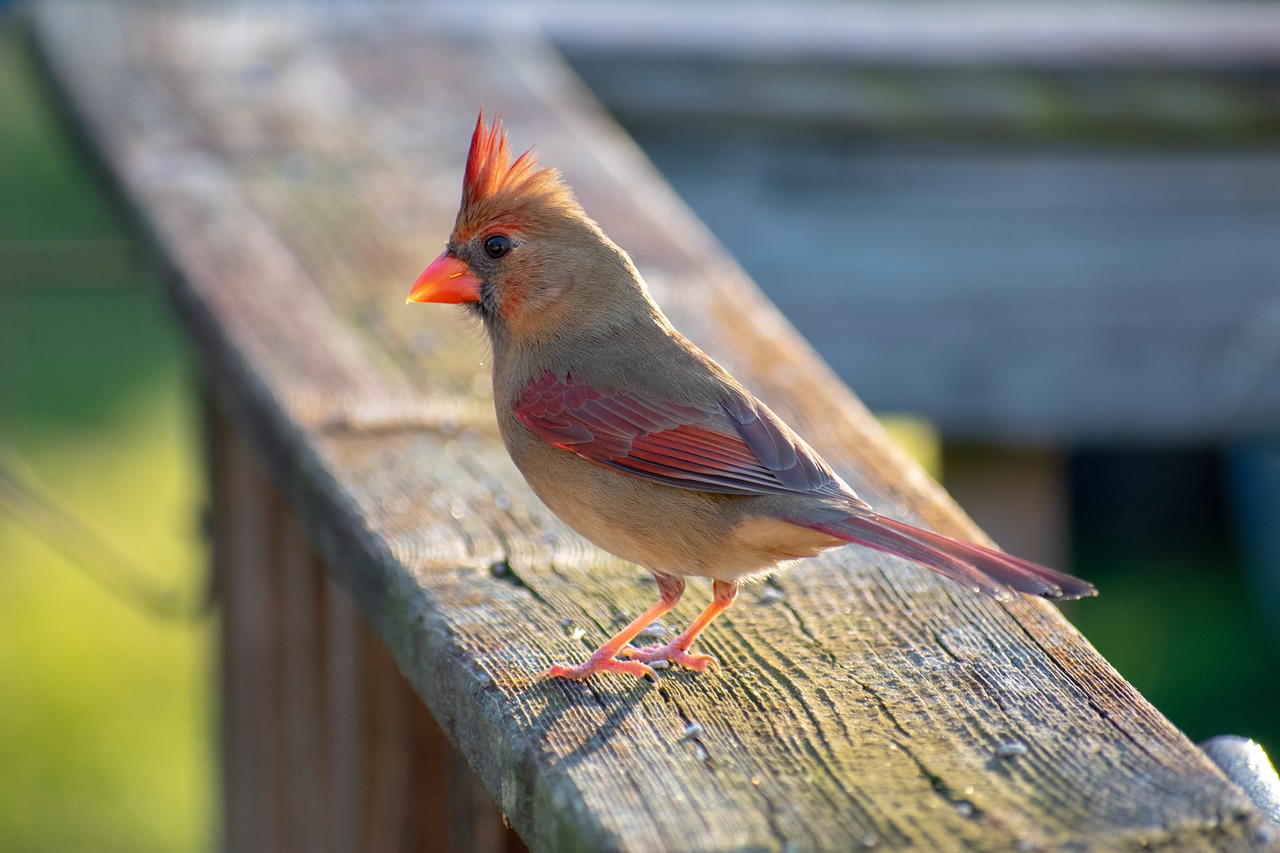 bird  red  cardinal free photo