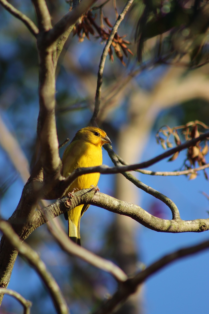 bird  nature  yellow free photo