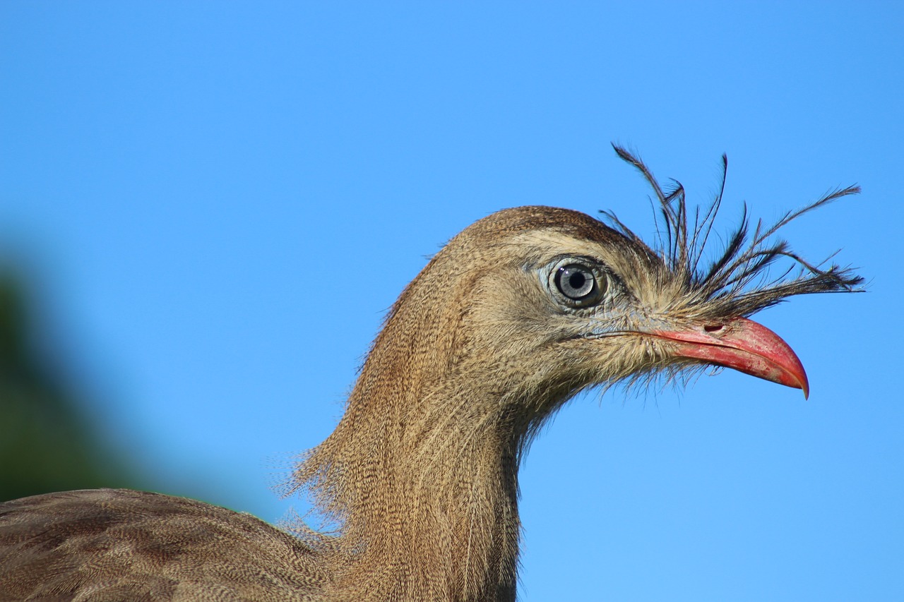 bird  seriema  animal free photo