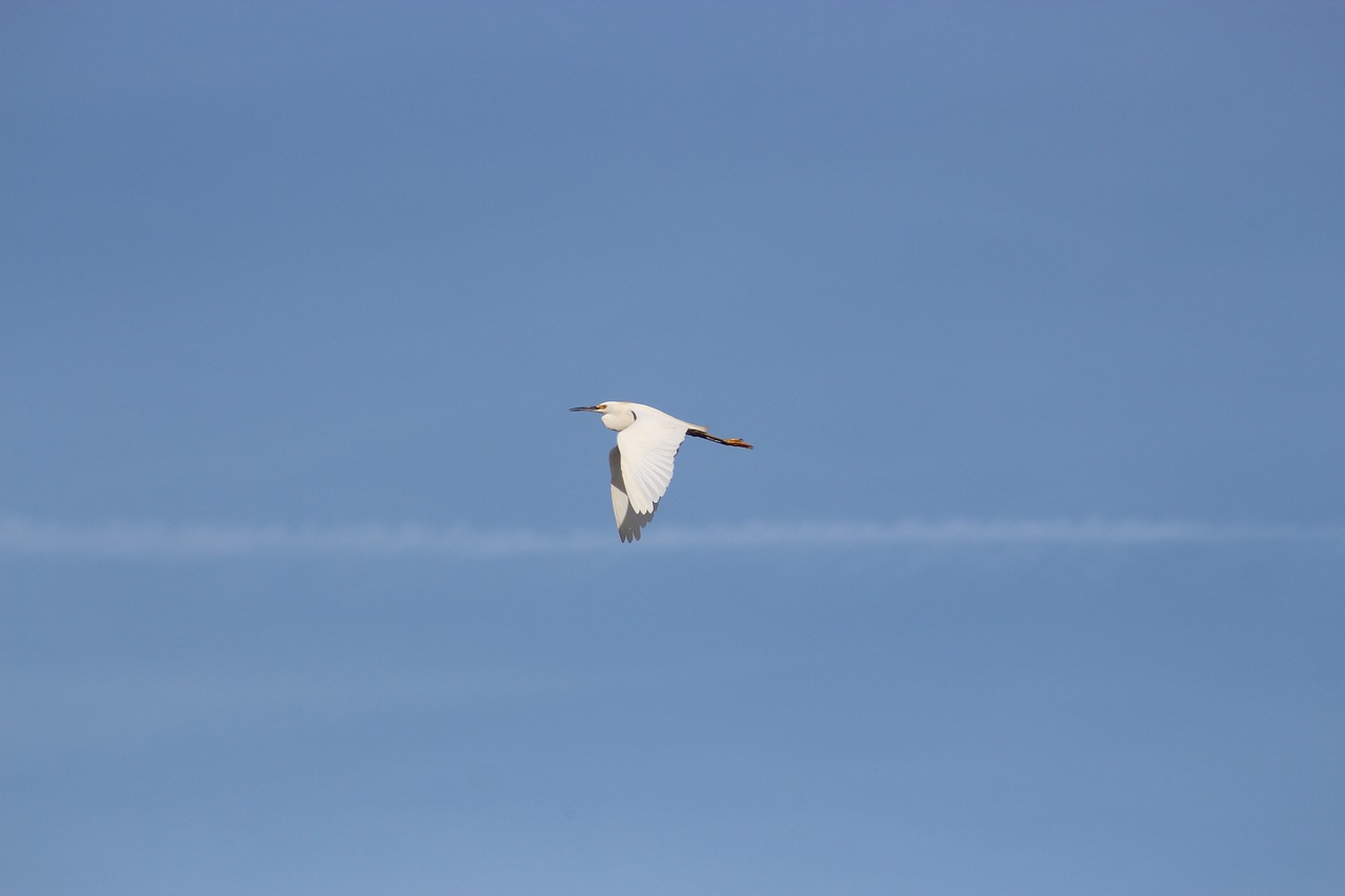 bird  flight  little egret free photo